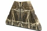 Tall Petrified Wood Bookends - Deschutes River, Oregon #344130-2